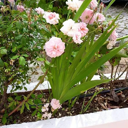 Charming House In With Shared Pool Holiday home Monchique